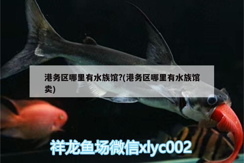 港务区哪里有水族馆?(港务区哪里有水族馆卖) 黄金达摩鱼