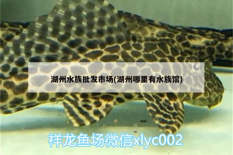 湖州水族批发市场(湖州哪里有水族馆)