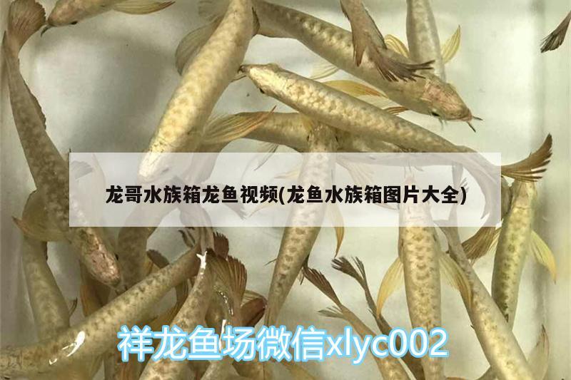 龙哥水族箱龙鱼视频(龙鱼水族箱图片大全) 鱼缸/水族箱