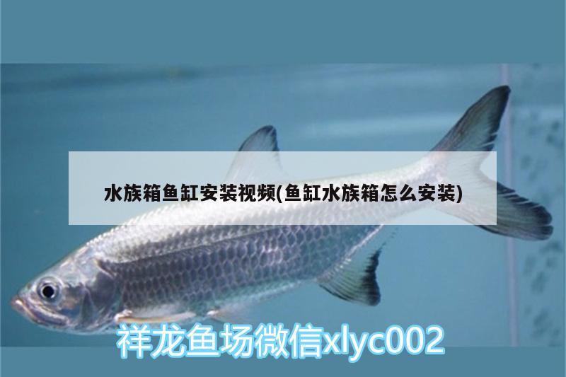 水族箱鱼缸安装视频(鱼缸水族箱怎么安装)