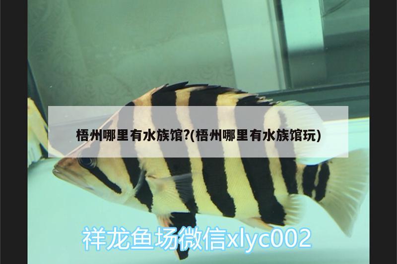 梧州哪里有水族馆?(梧州哪里有水族馆玩) 祥龙水族护理水