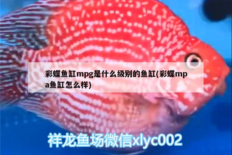 彩蝶鱼缸mpg是什么级别的鱼缸(彩蝶mpa鱼缸怎么样)