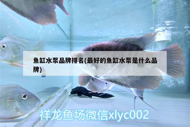 鱼缸水泵品牌排名(最好的鱼缸水泵是什么品牌) 鱼缸水泵