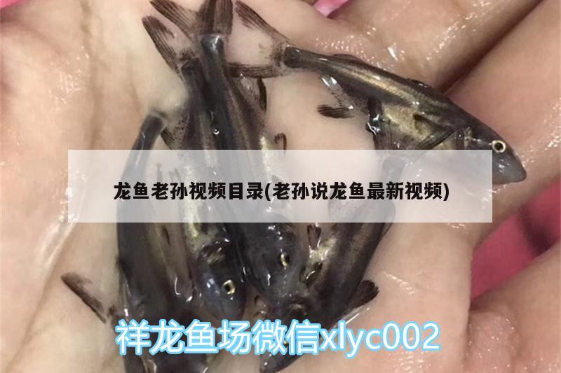 龙鱼老孙视频目录(老孙说龙鱼最新视频)