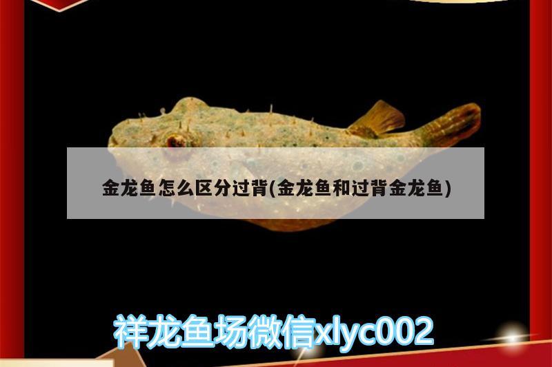 金龙鱼怎么区分过背(金龙鱼和过背金龙鱼)