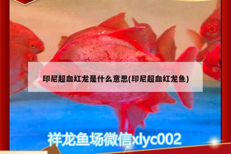 印尼超血红龙是什么意思(印尼超血红龙鱼)