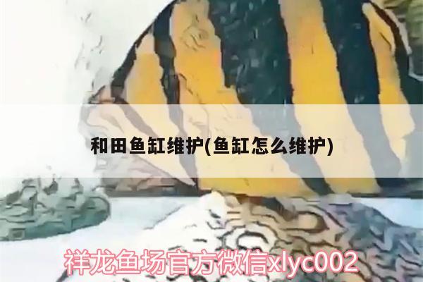 和田鱼缸维护(鱼缸怎么维护)