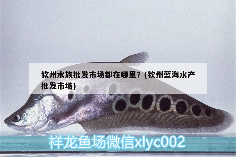 钦州水族批发市场都在哪里？(钦州蓝海水产批发市场) 观赏鱼水族批发市场