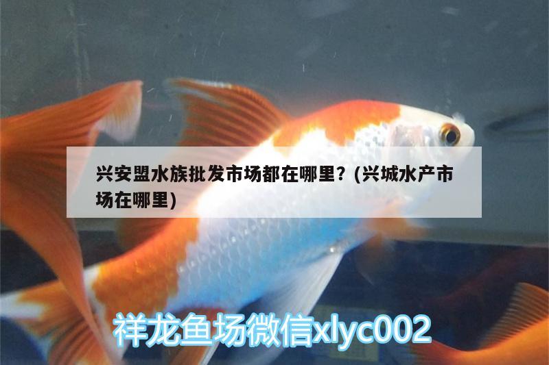 兴安盟水族批发市场都在哪里？(兴城水产市场在哪里)