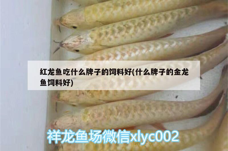 红龙鱼吃什么牌子的饲料好(什么牌子的金龙鱼饲料好) 其它水族用具设备