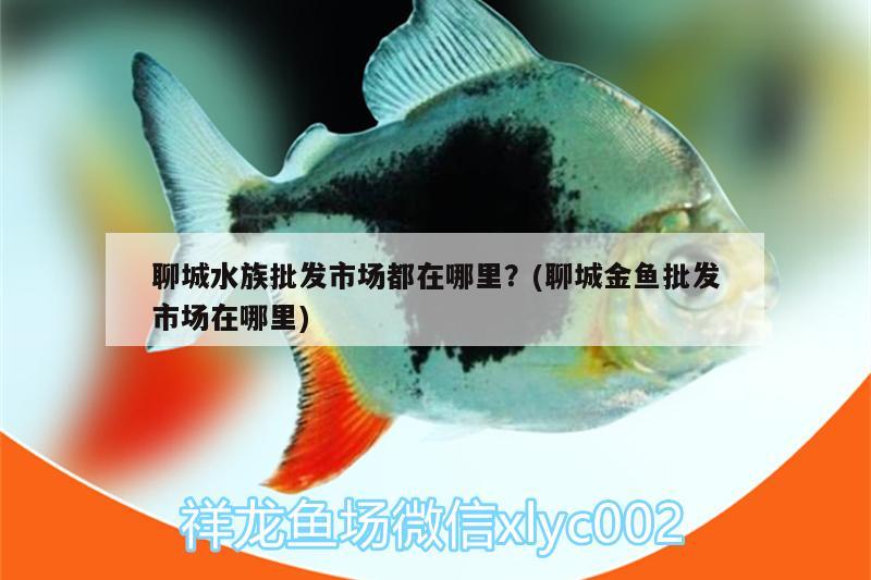 聊城水族批发市场都在哪里？(聊城金鱼批发市场在哪里) 观赏鱼水族批发市场