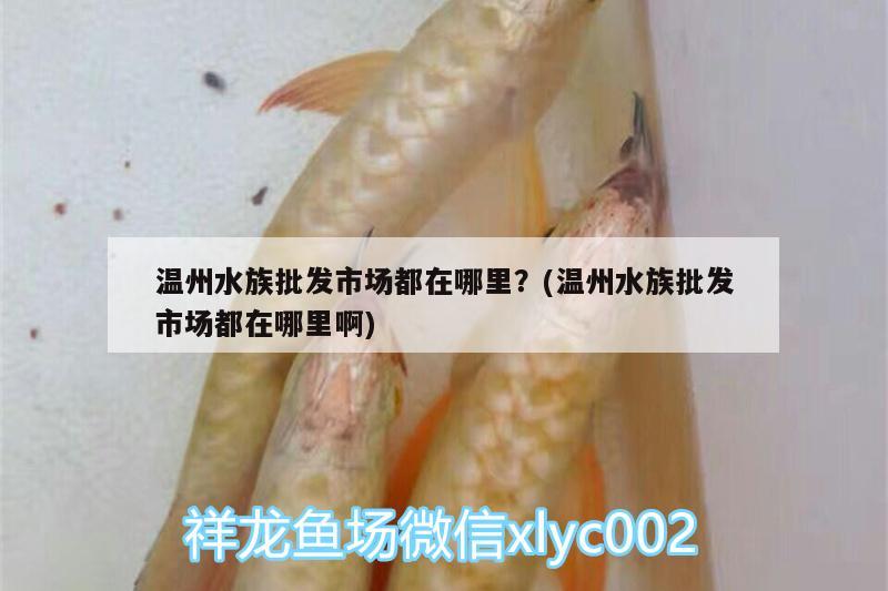 温州水族批发市场都在哪里？(温州水族批发市场都在哪里啊) 观赏鱼水族批发市场