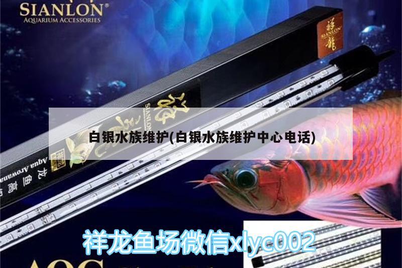 白银水族维护(白银水族维护中心电话) 黄鳍鲳鱼