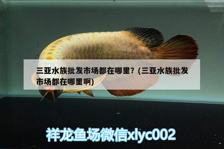 三亚水族批发市场都在哪里？(三亚水族批发市场都在哪里啊) 观赏鱼水族批发市场