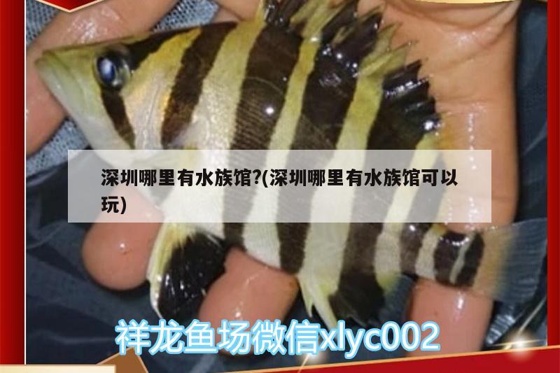 深圳哪里有水族馆?(深圳哪里有水族馆可以玩) 马拉莫宝石鱼