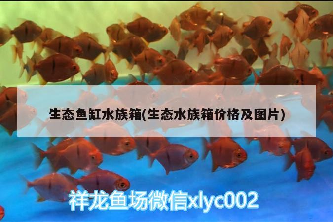 生态鱼缸水族箱(生态水族箱价格及图片) 鱼缸/水族箱