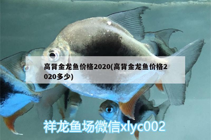 高背金龙鱼价格2020(高背金龙鱼价格2020多少)