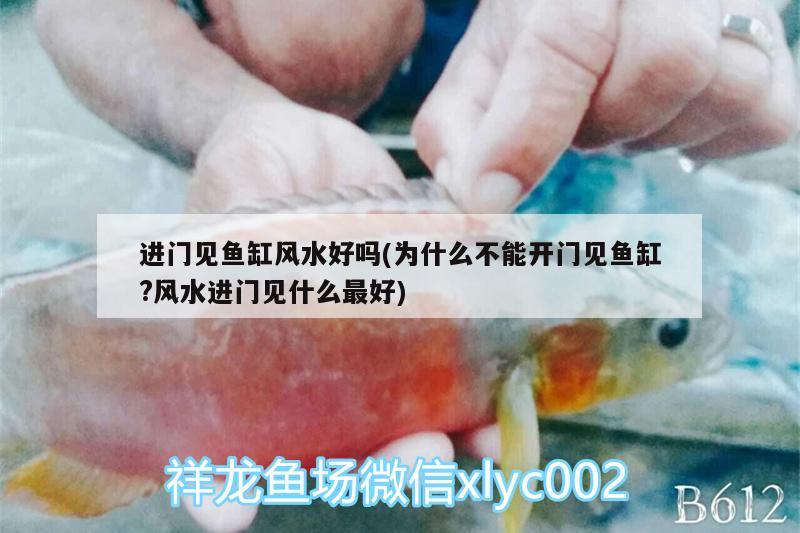 进门见鱼缸风水好吗(为什么不能开门见鱼缸?风水进门见什么最好)