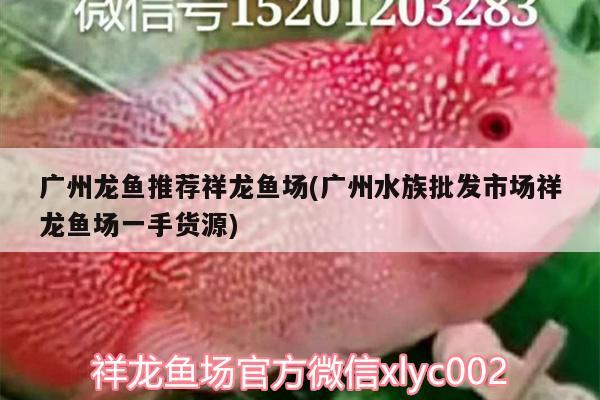 广州龙鱼推荐祥龙鱼场(广州水族批发市场祥龙鱼场一手货源) 观赏鱼水族批发市场