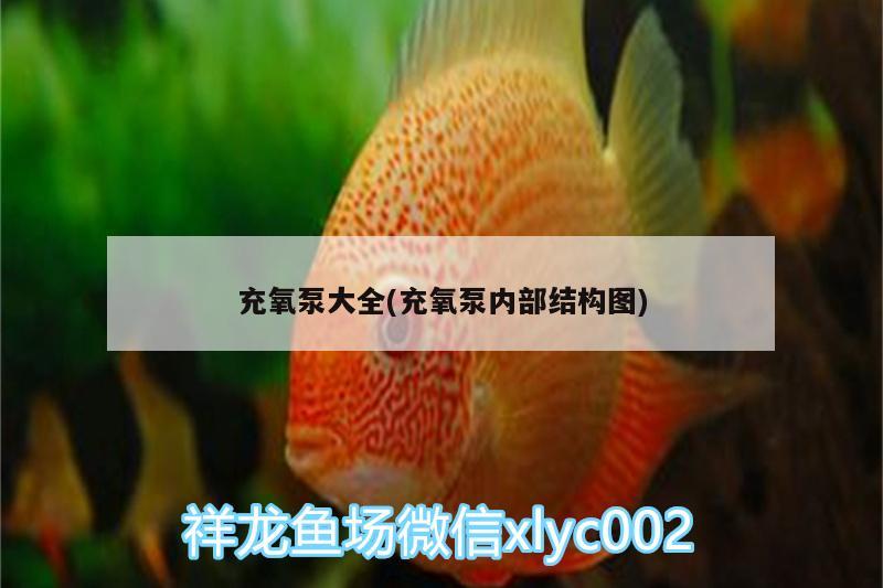 充氧泵大全(充氧泵内部结构图)