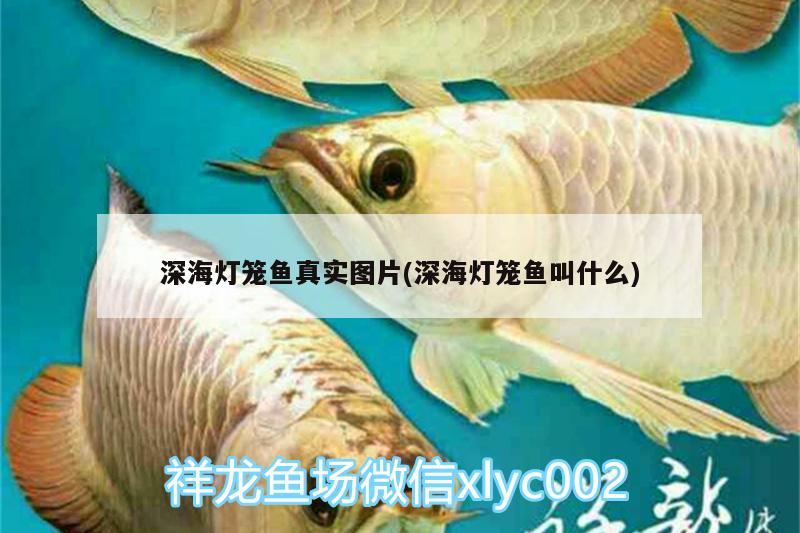 深海灯笼鱼真实图片(深海灯笼鱼叫什么)