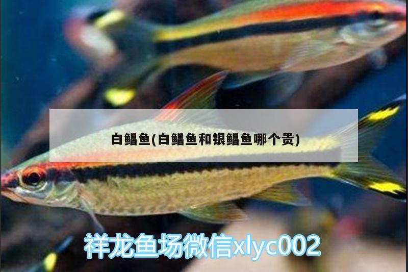 白鲳鱼(白鲳鱼和银鲳鱼哪个贵) 广州水族批发市场