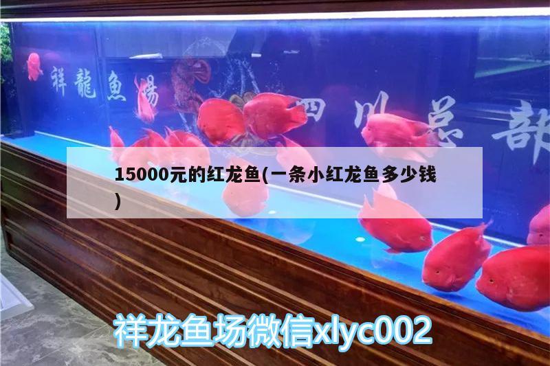 15000元的红龙鱼(一条小红龙鱼多少钱)