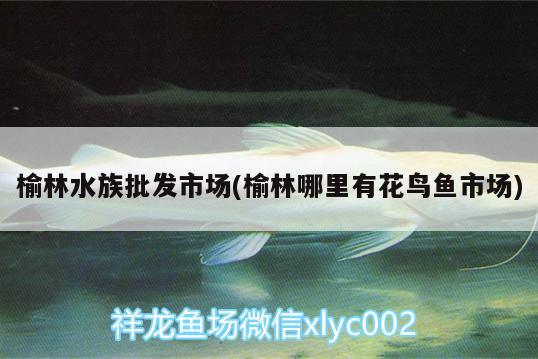 榆林水族批发市场(榆林哪里有花鸟鱼市场) 观赏鱼水族批发市场