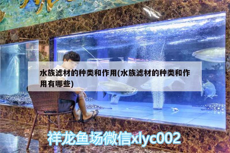 水族滤材的种类和作用(水族滤材的种类和作用有哪些) 黑金魟鱼