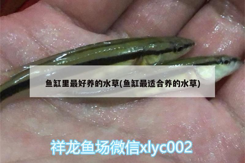 鱼缸里最好养的水草(鱼缸最适合养的水草)