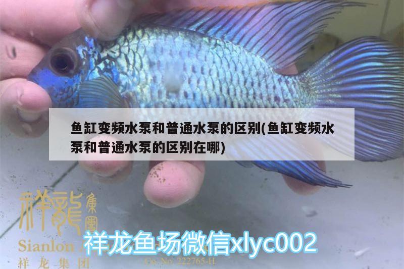 鱼缸变频水泵和普通水泵的区别(鱼缸变频水泵和普通水泵的区别在哪)