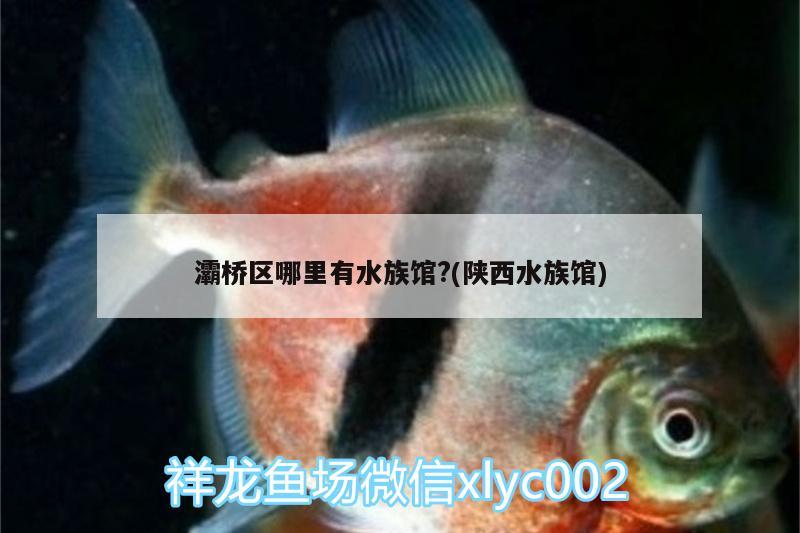 灞桥区哪里有水族馆?(陕西水族馆) 细线银版鱼