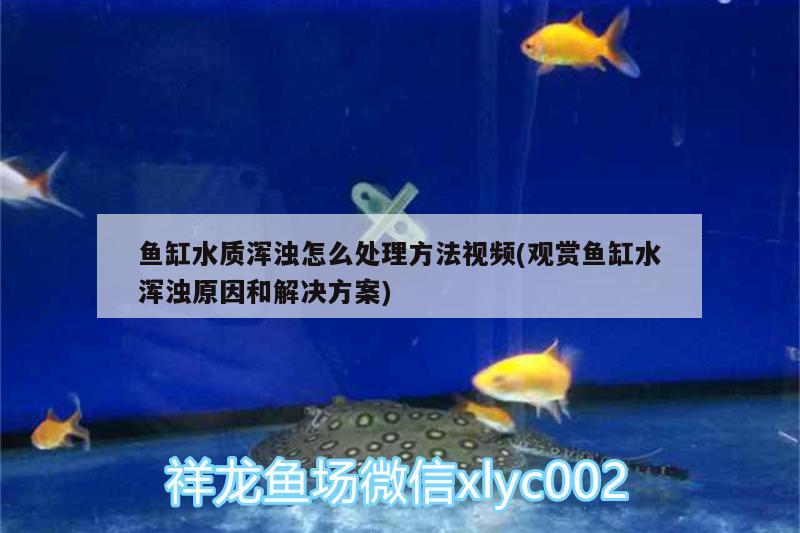 鱼缸水质浑浊怎么处理方法视频(观赏鱼缸水浑浊原因和解决方案)