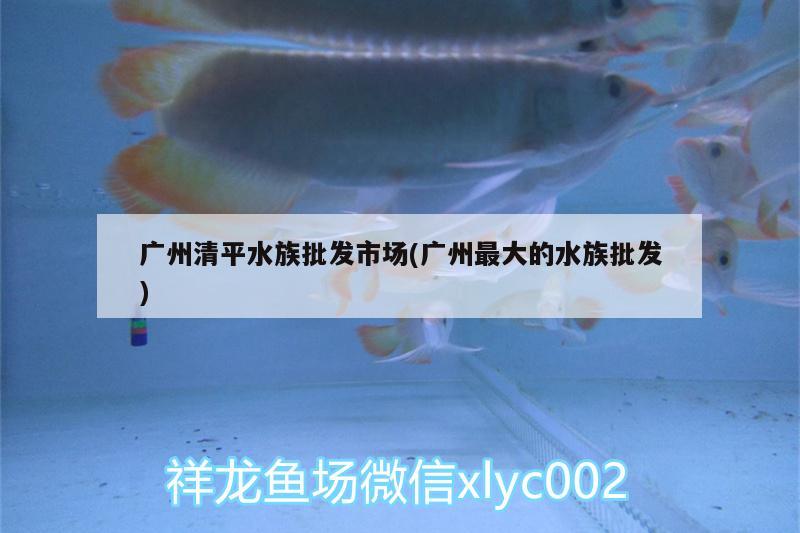 广州清平水族批发市场(广州最大的水族批发) 观赏鱼水族批发市场