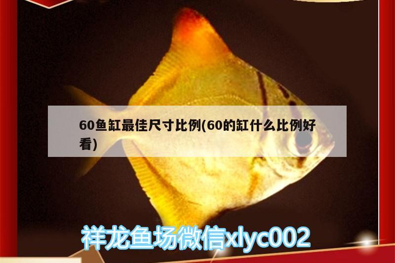 60鱼缸最佳尺寸比例(60的缸什么比例好看)