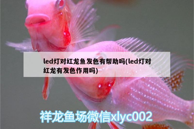 led灯对红龙鱼发色有帮助吗(led灯对红龙有发色作用吗)