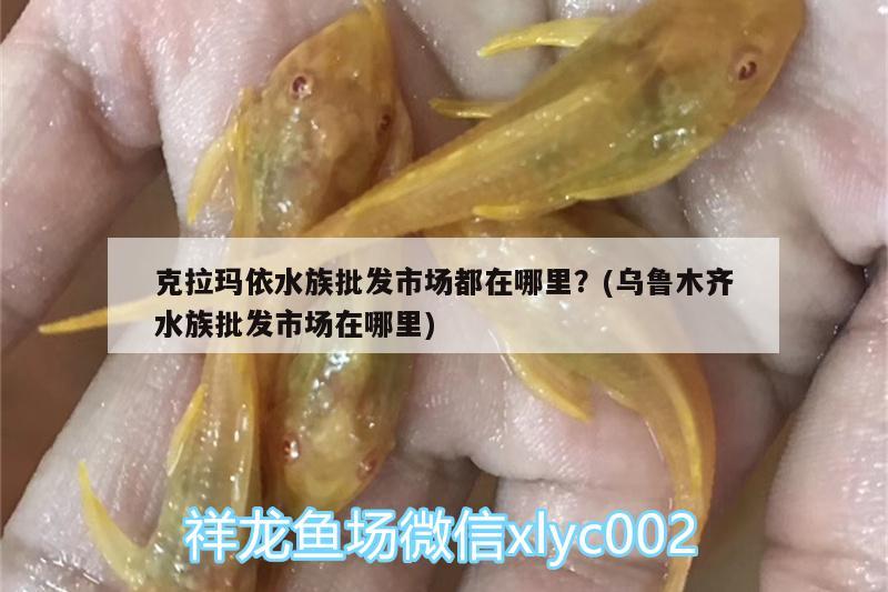 克拉玛依水族批发市场都在哪里？(乌鲁木齐水族批发市场在哪里)