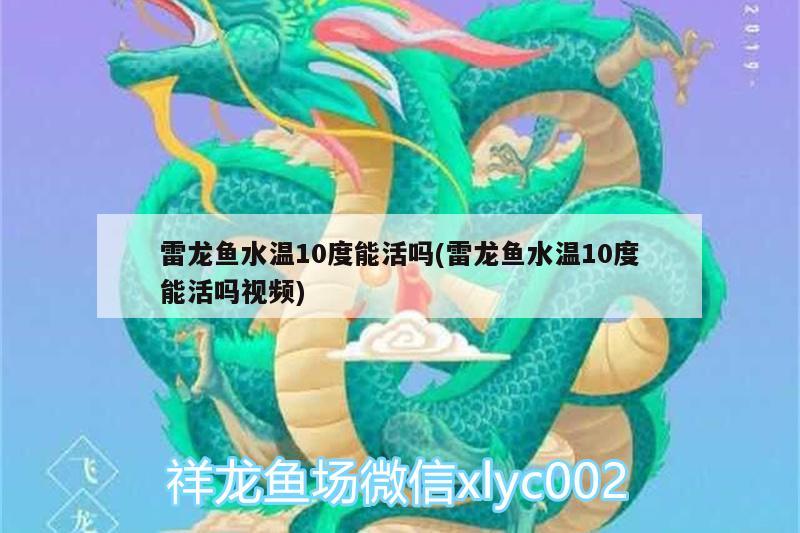 雷龙鱼水温10度能活吗(雷龙鱼水温10度能活吗视频)