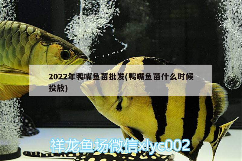 2022年鸭嘴鱼苗批发(鸭嘴鱼苗什么时候投放) 狗头鱼