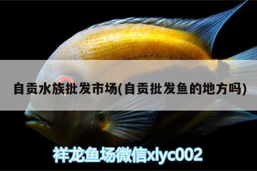 自贡水族批发市场(自贡批发鱼的地方吗) 观赏鱼水族批发市场