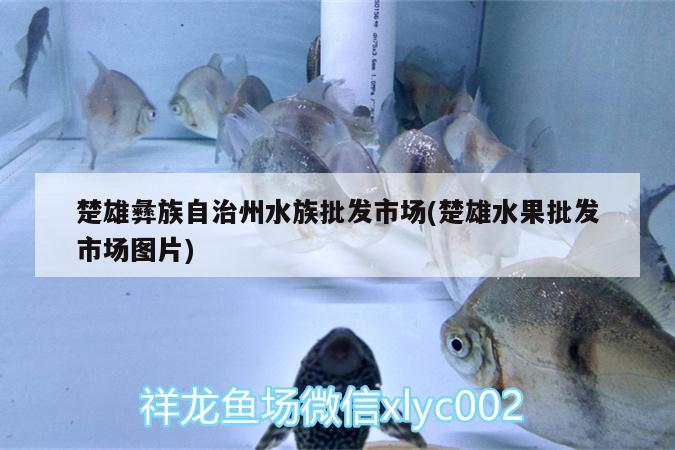 楚雄彝族自治州水族批发市场(楚雄水果批发市场图片) 观赏鱼水族批发市场