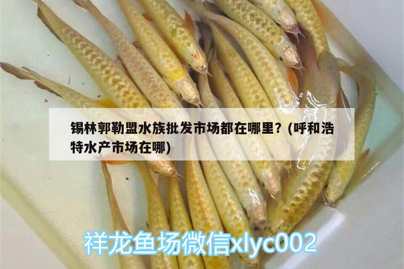 锡林郭勒盟水族批发市场都在哪里？(呼和浩特水产市场在哪) 观赏鱼水族批发市场