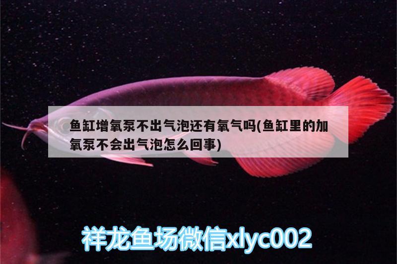 鱼缸增氧泵不出气泡还有氧气吗(鱼缸里的加氧泵不会出气泡怎么回事) 黑帝王魟鱼 第2张