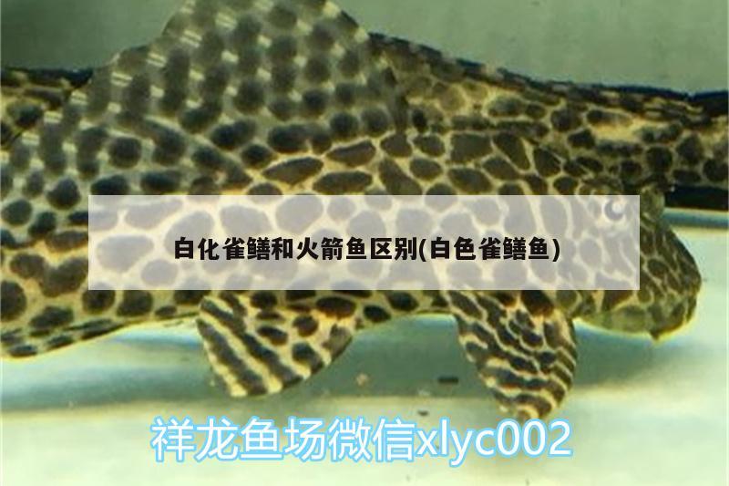 白化雀鳝和火箭鱼区别(白色雀鳝鱼) 水族灯（鱼缸灯）