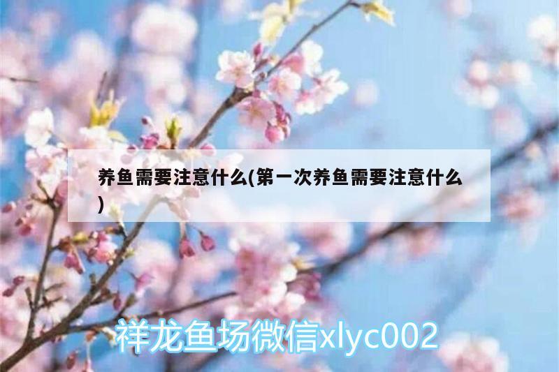 养鱼需要注意什么(第一次养鱼需要注意什么)