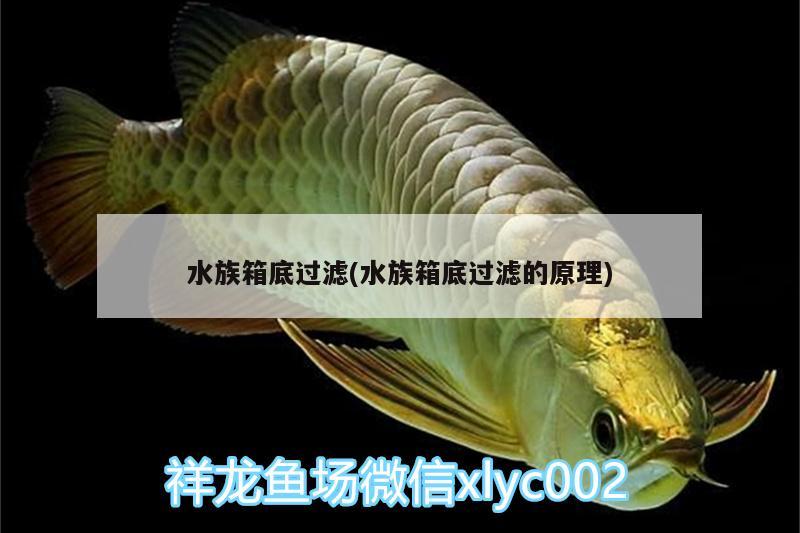 水族箱底过滤(水族箱底过滤的原理) 鱼缸/水族箱 第2张