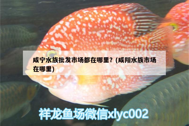 咸宁水族批发市场都在哪里？(咸阳水族市场在哪里) 观赏鱼水族批发市场