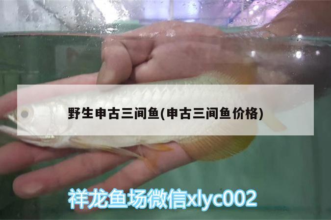 野生申古三间鱼(申古三间鱼价格) 申古三间鱼