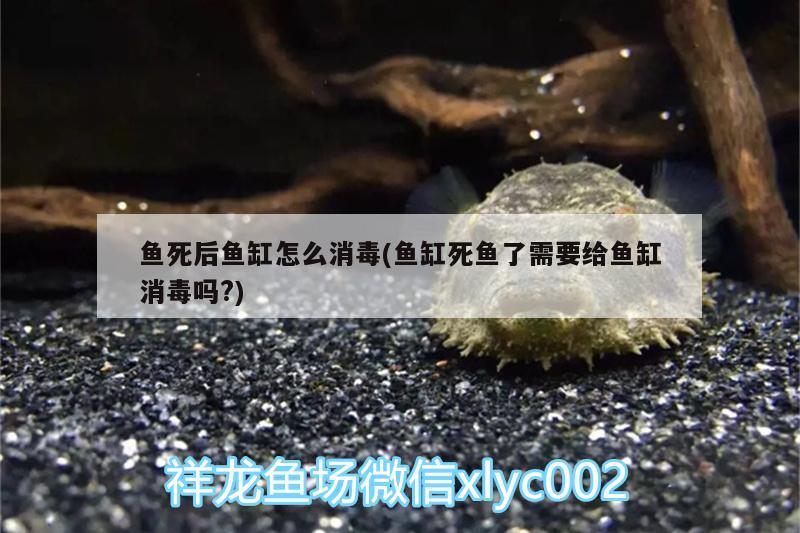 鱼死后鱼缸怎么消毒(鱼缸死鱼了需要给鱼缸消毒吗?) 二氧化碳设备