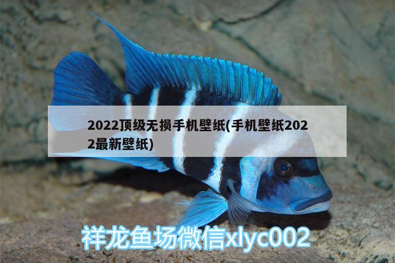 2022顶级无损手机壁纸(手机壁纸2022最新壁纸) 圣菲埃及鱼